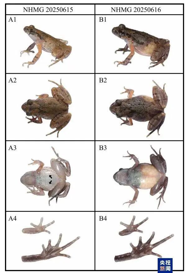 新物种+1！广西发现两栖动物新种