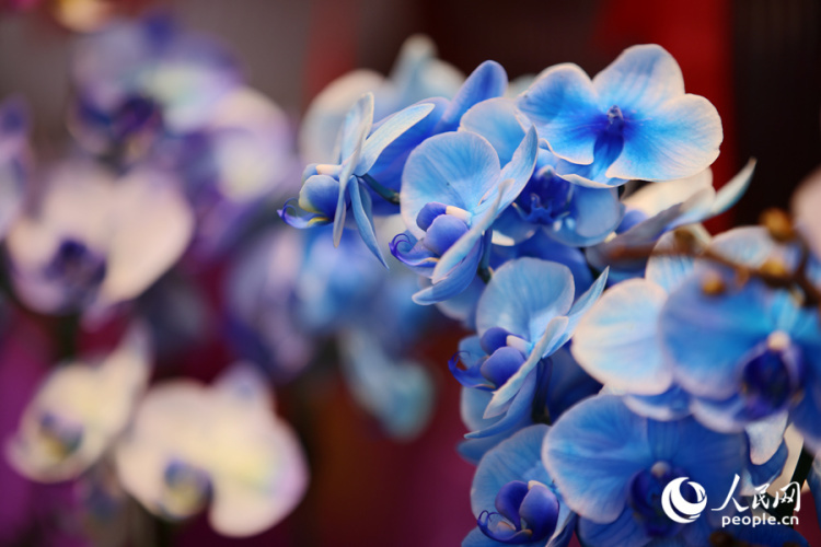 新春走基层丨厦门：新年花市人气旺 &nbsp;马年元素成“新宠”