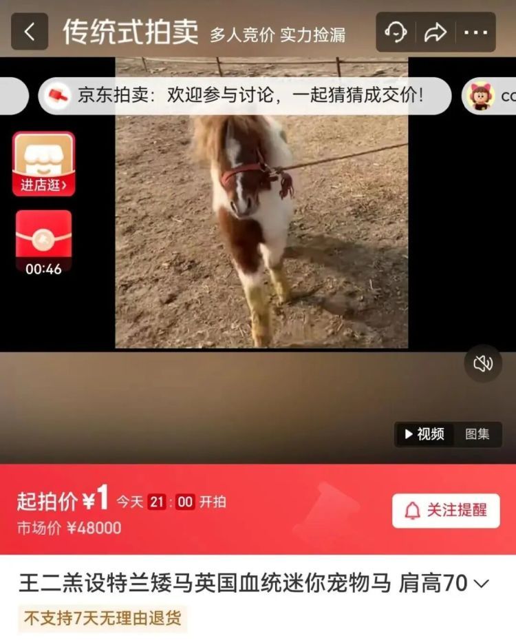 马年养匹真马？销量暴涨7成！国产品种仅六七千元，网友：谨慎跟风