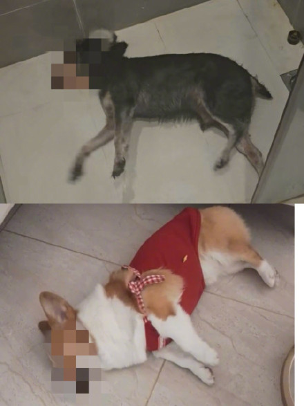 男子毒死多只宠物狗获刑1年10个月