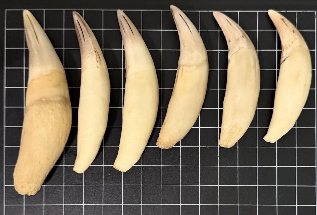 北京海关查获濒危物种制品:6件豹牙入境被查扣 北京海关查获濒危物种制品:6件豹牙入境被查扣