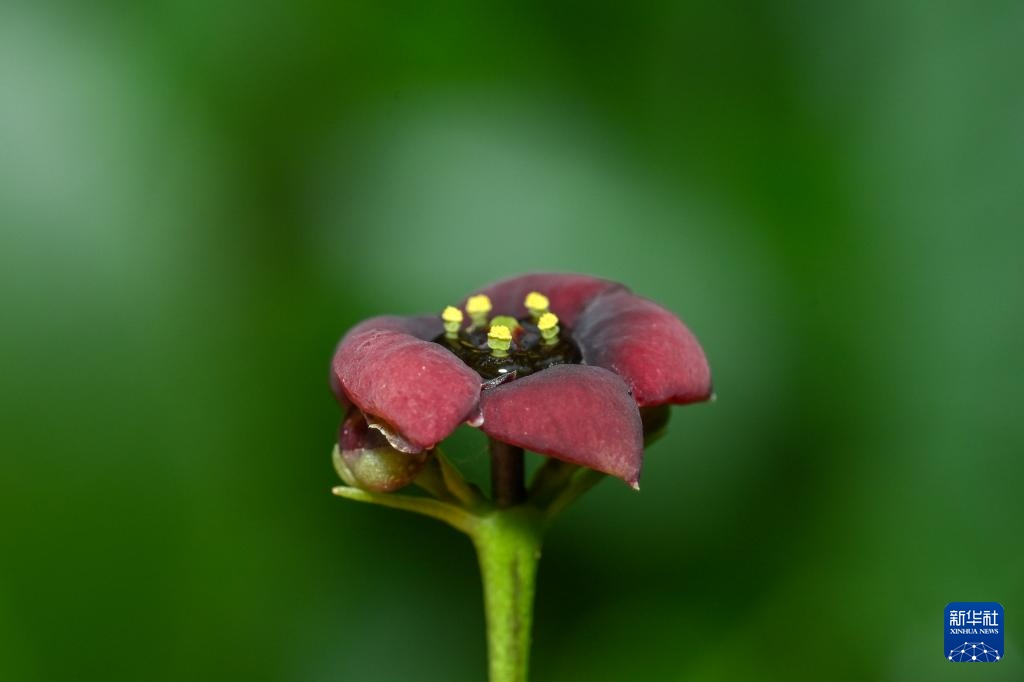 新发现!命名“茅台卫矛” 新发现!命名“茅台卫矛”