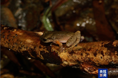 新物种+1！广西发现两栖动物新种