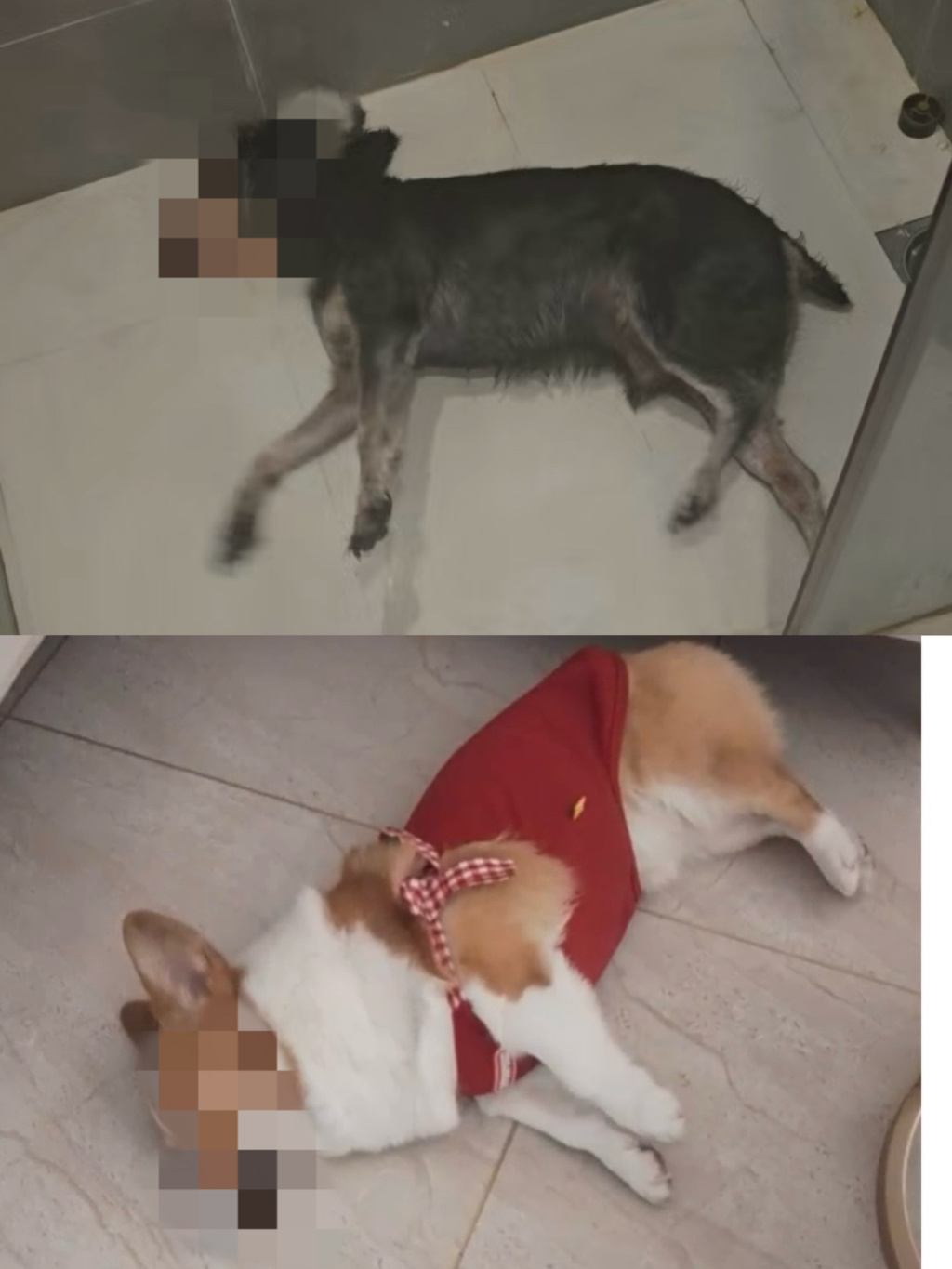 广州一男子投放鼠药毒死多只宠物狗，一审被判一年十个月