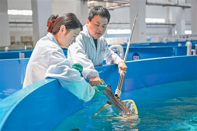 一尾中华鲟能游多远?(美丽中国) 一尾中华鲟能游多远?(美丽中国)