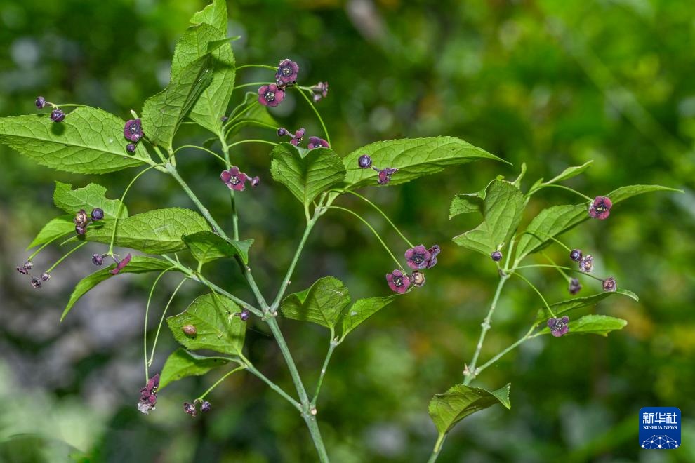 新发现!命名“茅台卫矛” 新发现!命名“茅台卫矛”