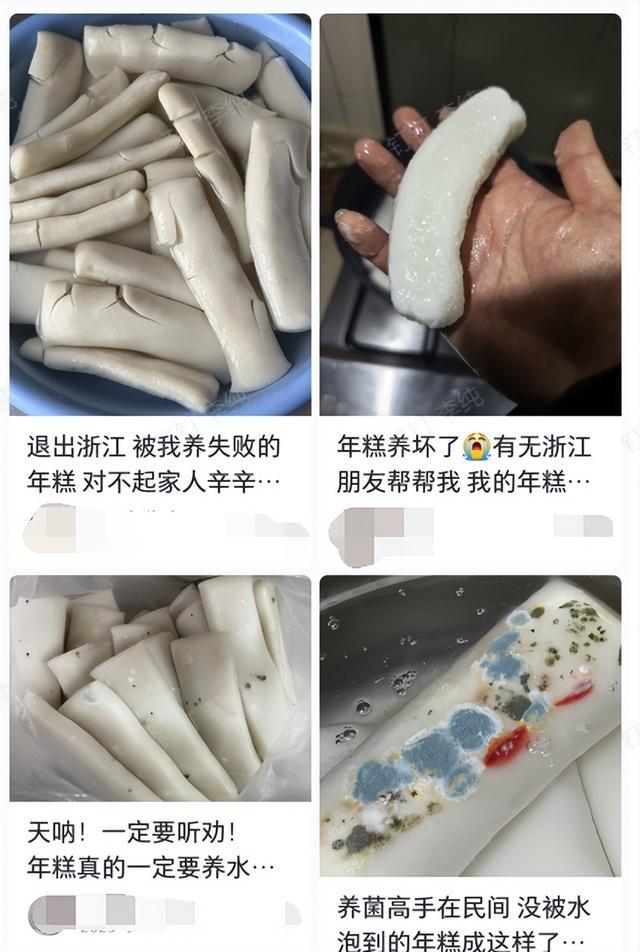 浙江人过年最离谱的“宠物”：年糕！居然真的要天天“养”