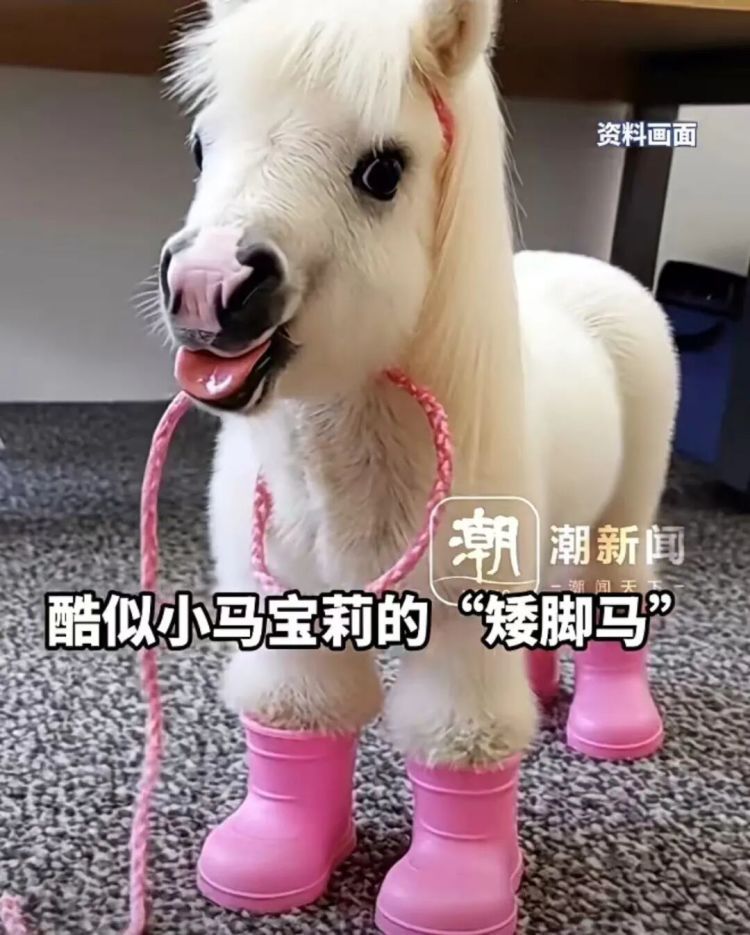 马年养匹真马？销量暴涨7成！国产品种仅六七千元，网友：谨慎跟风