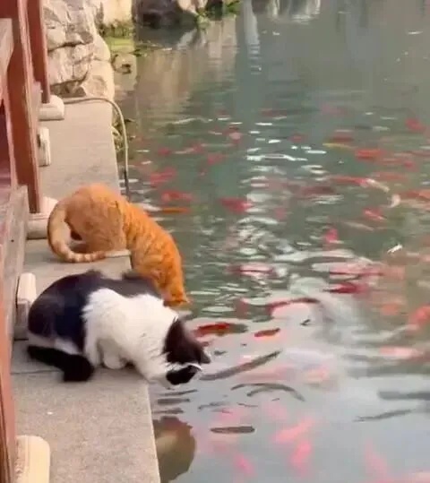 江苏园博园俩野猫把景观池当“自助餐厅”,娴熟捕捉锦鲤,景区:不干涉,抓得到是本事 江苏园博园俩野猫把景观池当“自助餐厅”,娴熟捕捉锦鲤,景区:不干涉,抓得到是本事