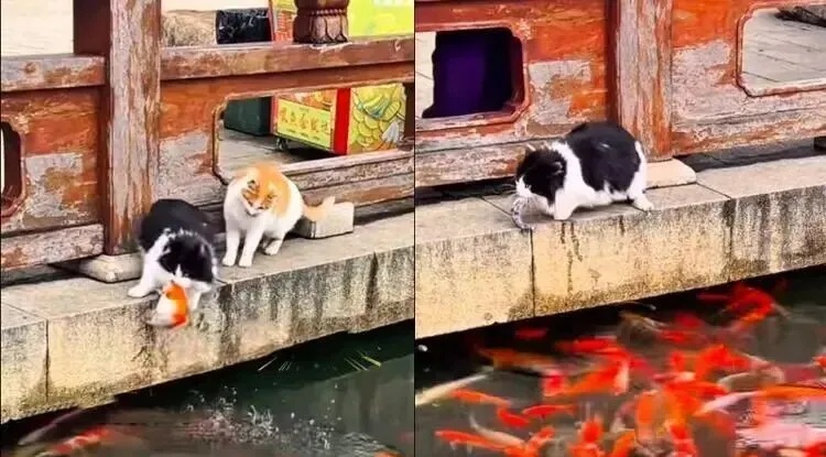 江苏园博园俩野猫把景观池当“自助餐厅”,娴熟捕捉锦鲤,景区:不干涉,抓得到是本事 江苏园博园俩野猫把景观池当“自助餐厅”,娴熟捕捉锦鲤,景区:不干涉,抓得到是本事