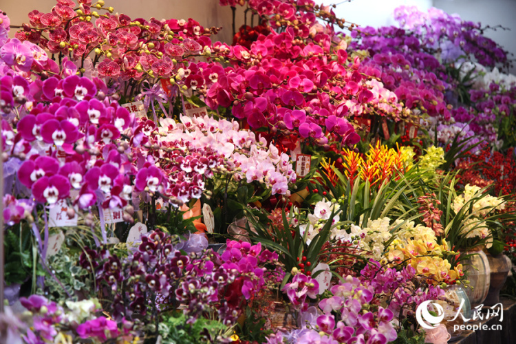 新春走基层丨厦门：新年花市人气旺 &nbsp;马年元素成“新宠”