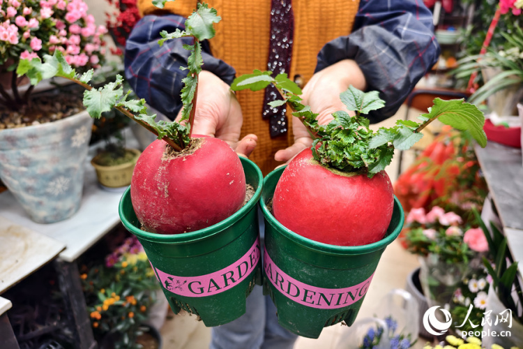 新春走基层丨厦门：新年花市人气旺 &nbsp;马年元素成“新宠”