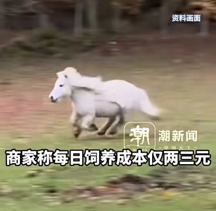 马年养匹真马？销量暴涨7成！国产品种仅六七千元，网友：谨慎跟风