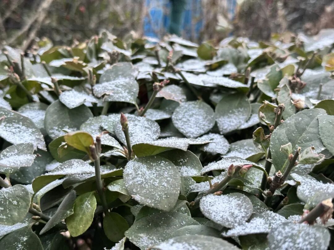 济南迎来立春后首场降雪！未来七天局部仍有雨雪，7-8日最低-10℃，寒潮预警持续