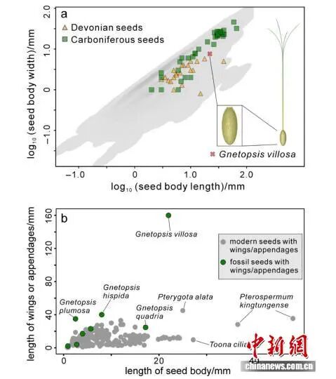 湖南醴陵发现3.4亿年前全新植物化石 湖南醴陵发现3.4亿年前全新植物化石