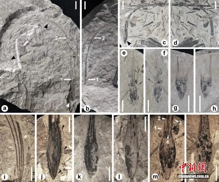 湖南醴陵发现3.4亿年前全新植物化石 湖南醴陵发现3.4亿年前全新植物化石
