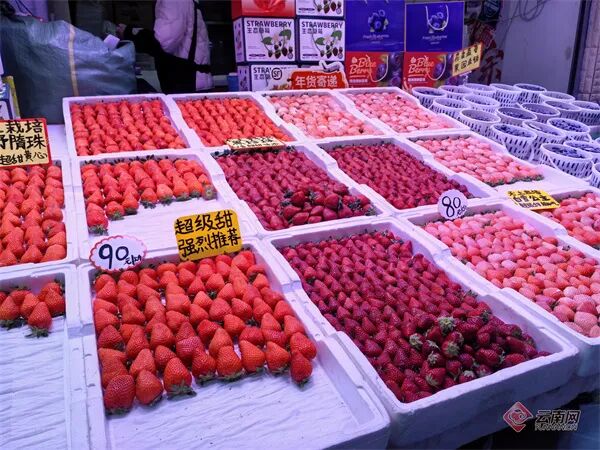 蓝莓畅销、车厘子价格亲民!春节前昆明水果市场→ 蓝莓畅销、车厘子价格亲民!春节前昆明水果市场→