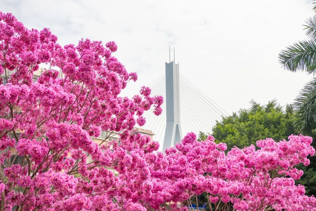 最低1°C！广东天气，即将反转