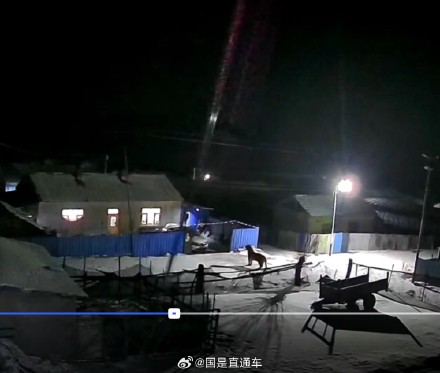 黑龙江一村庄发现东北虎