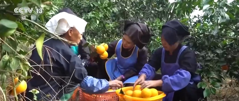 人气“旺起来”市场“热起来” 年货市场供需两旺热热闹闹迎新春