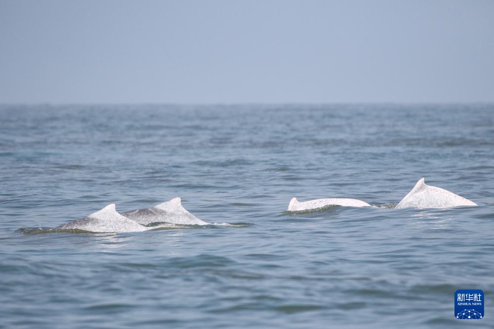 科研人员在海南岛西南海域目击到大量中华白海豚