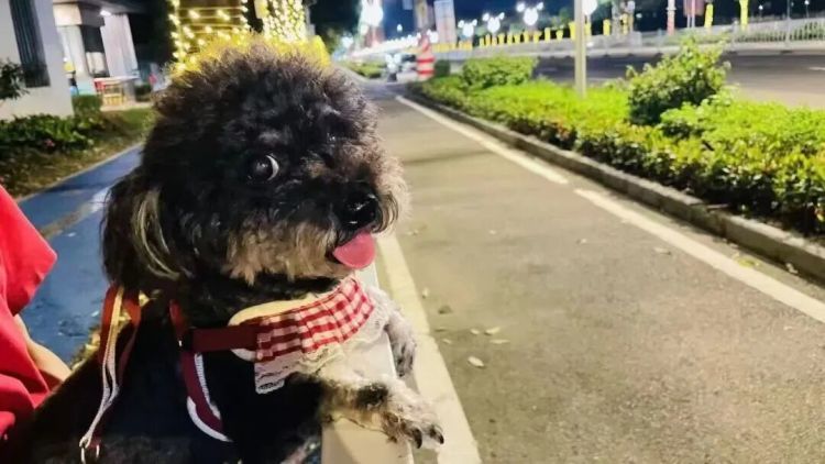 男子为泄愤在小区投毒！多只宠物狗接连死亡！一审宣判