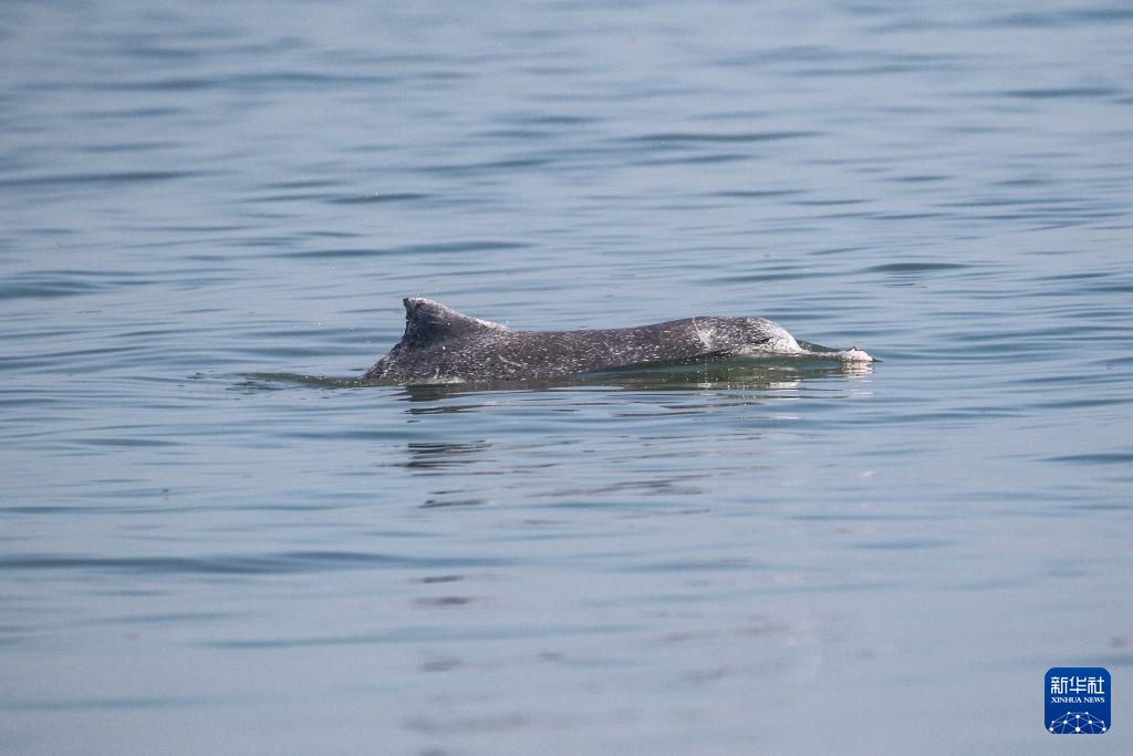 科研人员在海南岛西南海域目击到大量中华白海豚