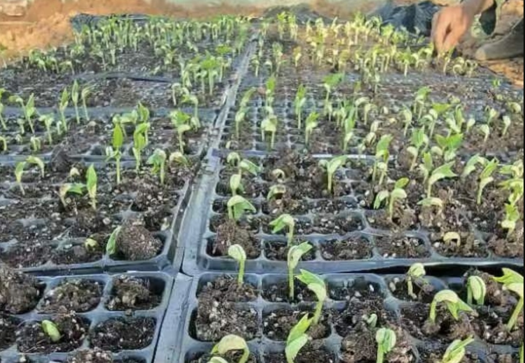 武汉不少年轻人，抢着往村里跑！