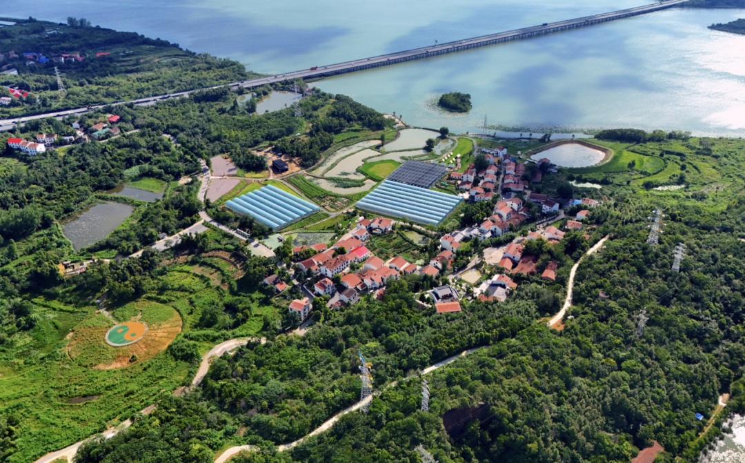 武汉不少年轻人，抢着往村里跑！