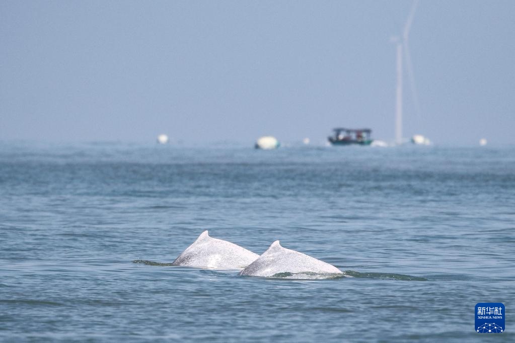 科研人员在海南岛西南海域目击到大量中华白海豚