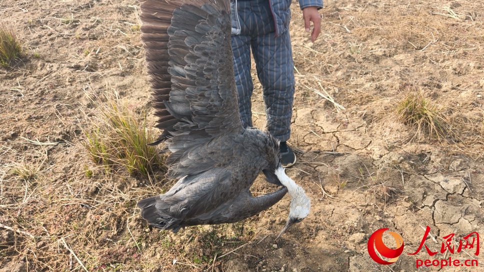 “大鸟用毒，小鸟用捕”，怎么治？