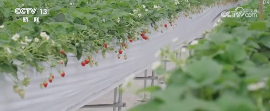 科技改造赋能筑牢电力保供屏障 多举措护航百姓生产生活