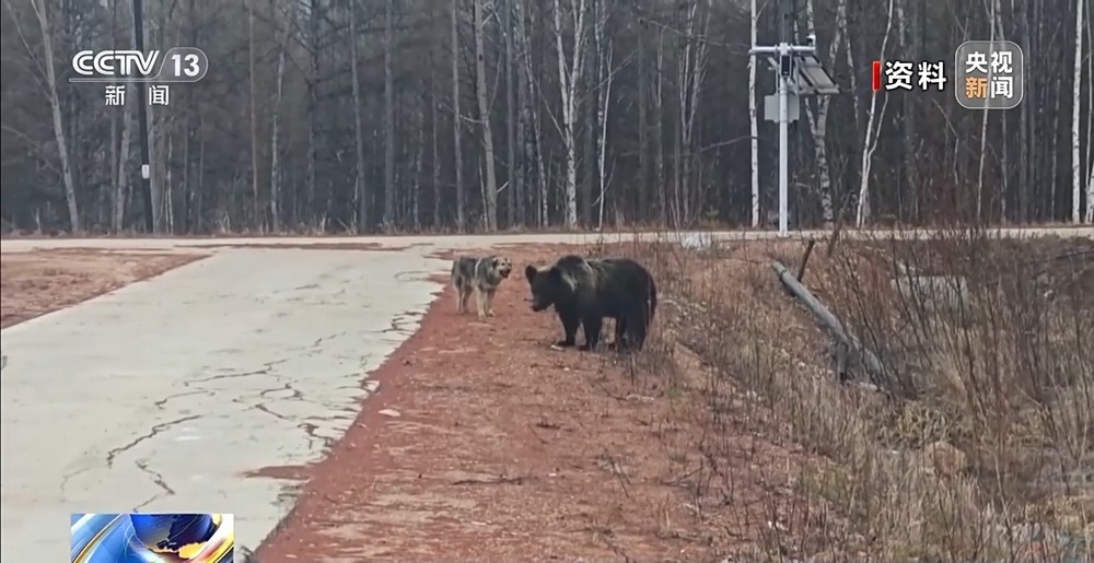 新春走基层丨一个人的林海雪原 他踏上这条风雪巡线路快14年了 新春走基层丨一个人的林海雪原 他踏上这条风雪巡线路快14年了
