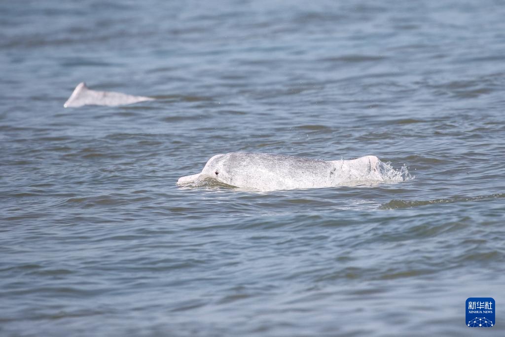 科研人员在海南岛西南海域目击到大量中华白海豚