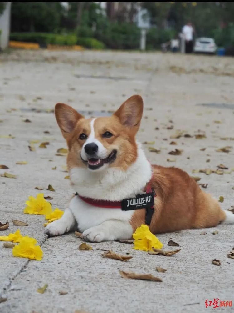 男子为泄愤在小区投毒！多只宠物狗接连死亡！一审宣判
