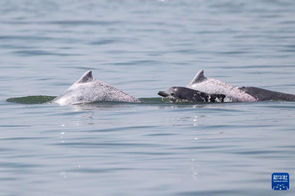 科研人员在海南岛西南海域目击到大量中华白海豚