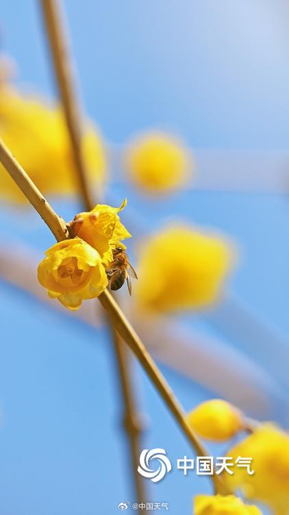 北京月坛公园的蜡梅绽放