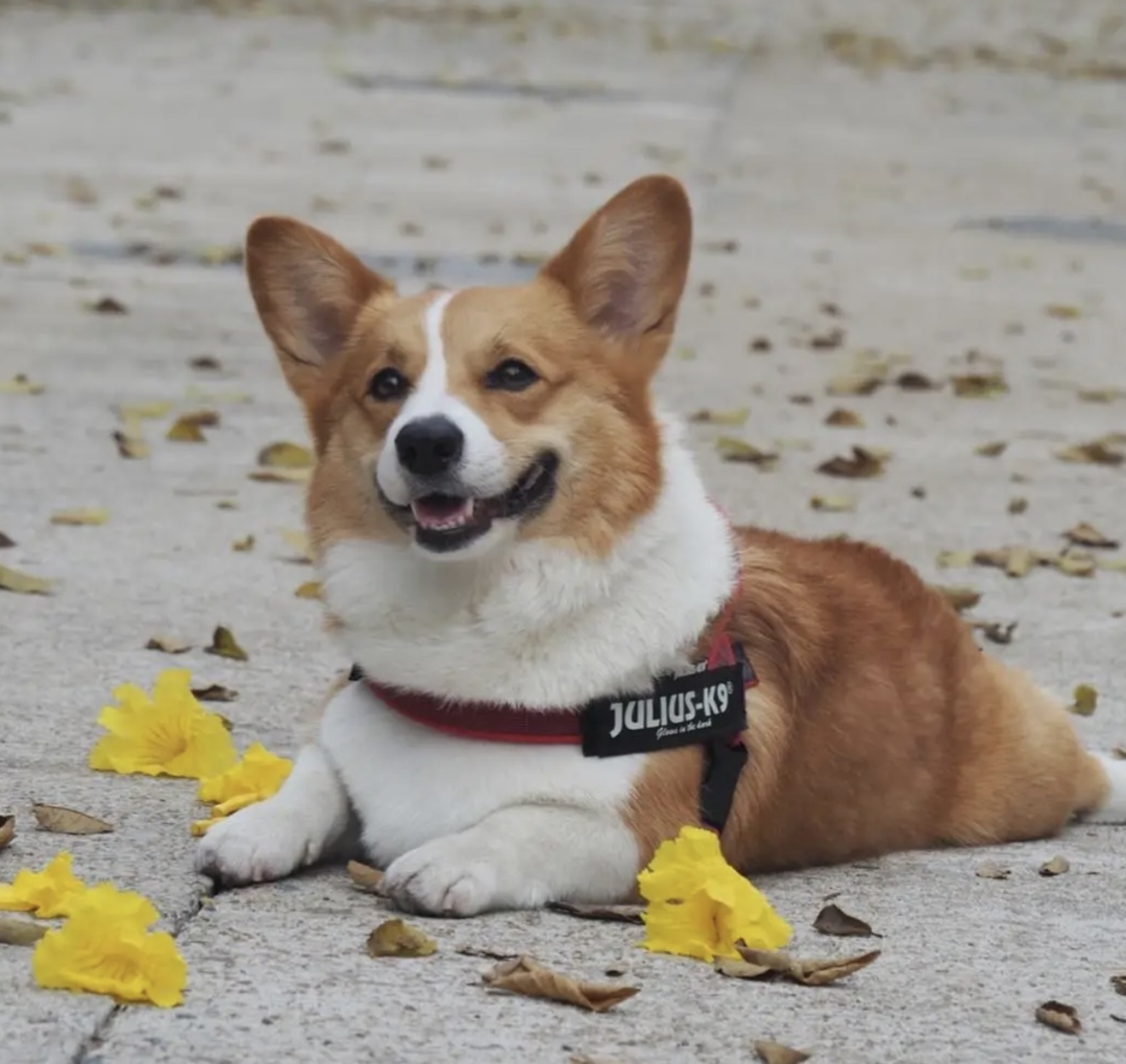 长期受小区内宠物狗噪音、粪便困扰,广州男子投放老鼠药致多只宠物狗死亡,法院判了 长期受小区内宠物狗噪音、粪便困扰,广州男子投放老鼠药致多只宠物狗死亡,法院判了