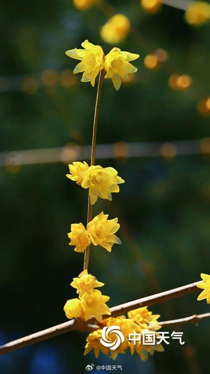 北京月坛公园的蜡梅绽放