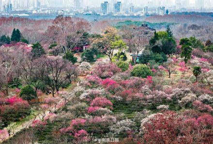 已是一片“香雪海”！南京梅花山迎来盛花期