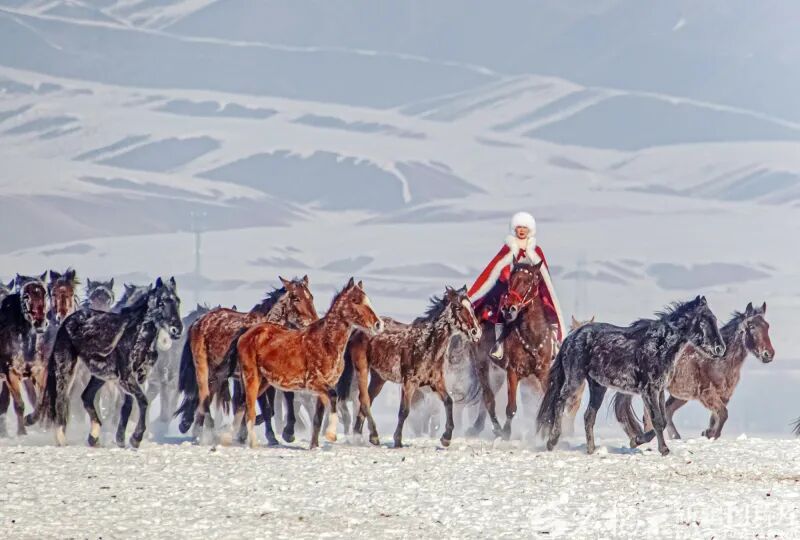 贺娇龙受伤救治细节公布：坠马后曾自行坐起称“有点头疼”，送医后开始呕吐，诊断为重度颅脑损伤，并接受2次开颅手术