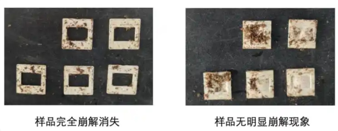 “天然成分”制成的一次性降解杯，难降解！致癌物超标！