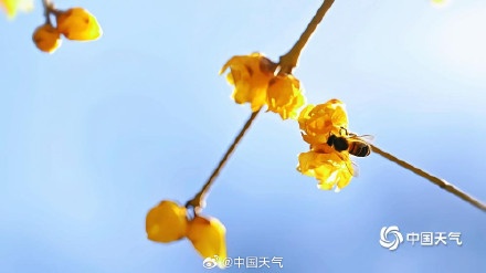 北京月坛公园的蜡梅绽放