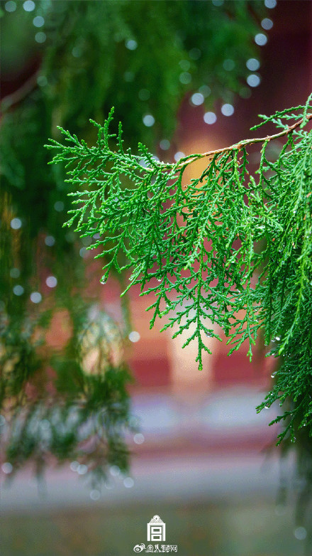 转发收藏！故宫四季壁纸上新