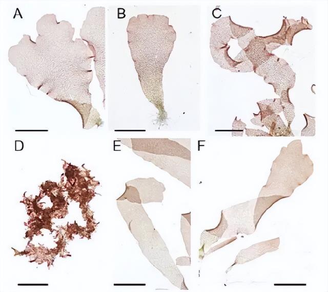 吃了一辈子紫菜,你跟我说它不是植物?! 吃了一辈子紫菜,你跟我说它不是植物?!