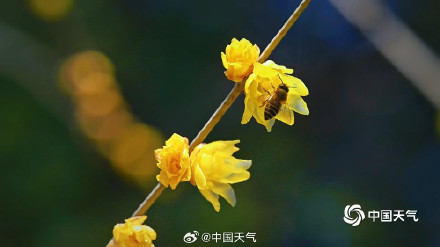 北京月坛公园的蜡梅绽放