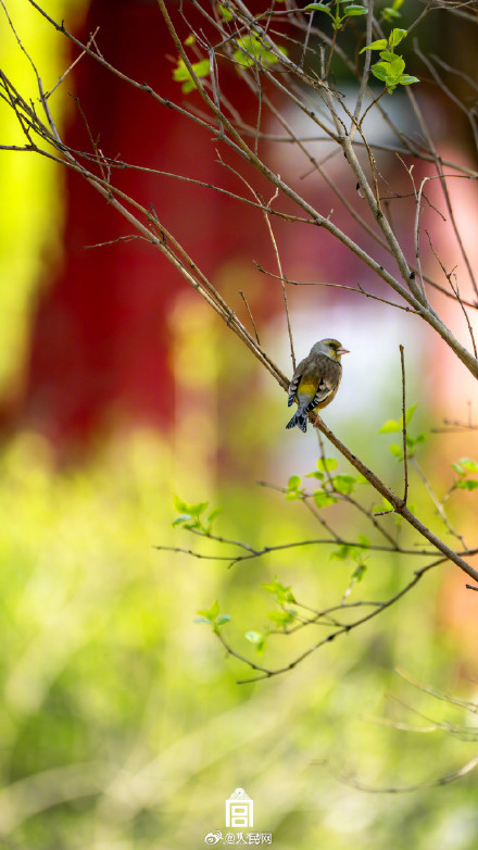 转发收藏！故宫四季壁纸上新