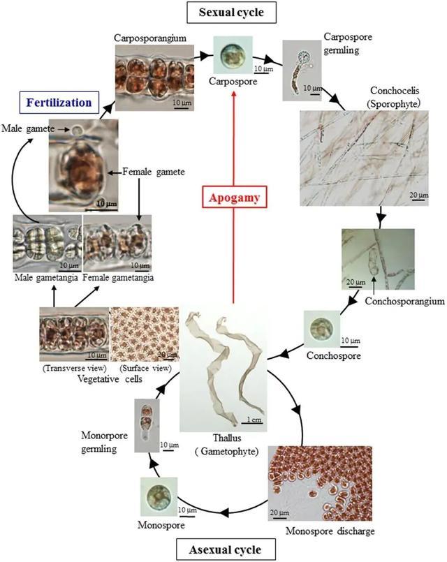 吃了一辈子紫菜,你跟我说它不是植物?! 吃了一辈子紫菜,你跟我说它不是植物?!