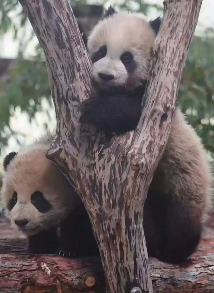 雌性大熊猫“芊真”抵达上海!嘴筒较短,性格文静,将择机安排其与公众见面 雌性大熊猫“芊真”抵达上海!嘴筒较短,性格文静,将择机安排其与公众见面