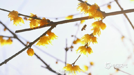 北京月坛公园的蜡梅绽放